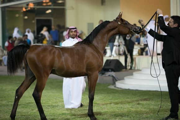   دي شخاط (دي خطاف x دي شيرين) مربط دبي