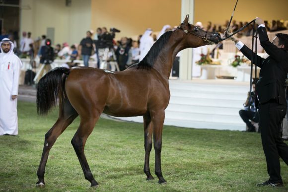   دي شخاط (دي خطاف x دي شيرين) مربط دبي