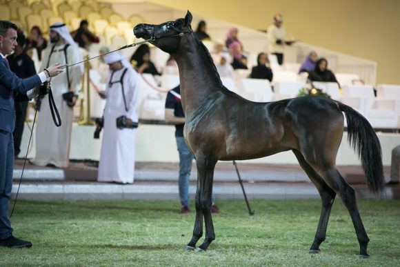  فريد الهواجر (ار اف أي فريد x جميلة) مربط الهواجر