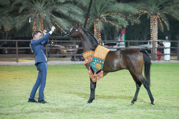   بشير البشير (جلاردو جي x نستيا او اس) مربط البشير