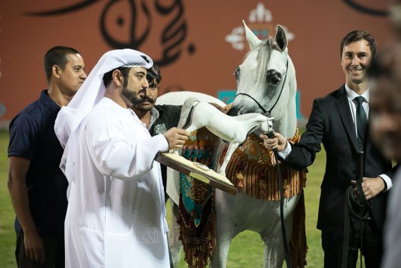  دي الحارث  (ار اف أي فريد x شونيل ) مرط الطيار