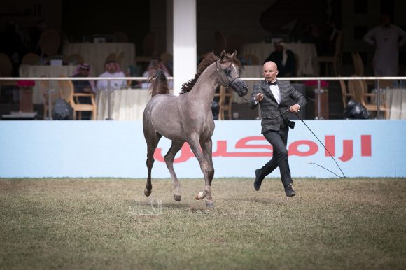 دارين السيد (اليكاسندر x داشا ارابكو) مربط السيد– السعودية.
