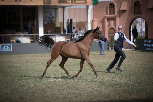 اضواء العرب (اميرالد جي x اتش كي جوجو ار ال سي) مربط العرب – السعودية.
