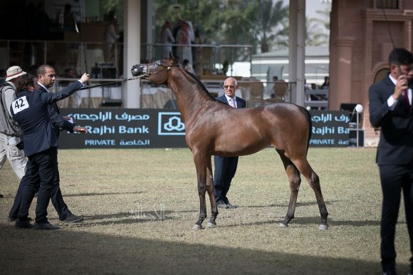 رخاء عذبه (ايه كي اس اليهاندرو x معجزة عذبه) مربط عذبه – السعودية.
