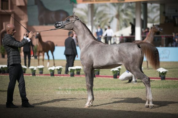 دارين السيد (اليكاسندر x داشا ارابكو) مربط السيد– السعودية.
