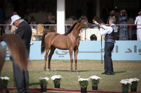 اضواء العرب (اميرالد جي x اتش كي جوجو ار ال سي) مربط العرب – السعودية.
