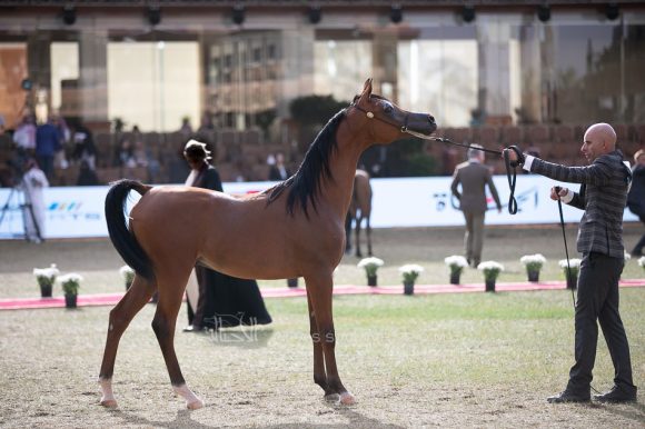  دوسر السيد  (فاليدورو x ديلايتس ديفا ار بي) مربط السيد – السعودية.
