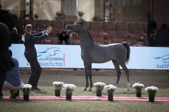 نبراس الحمد (فادي الشقب x النور الحمد) مربط الحمد – الكويت. 