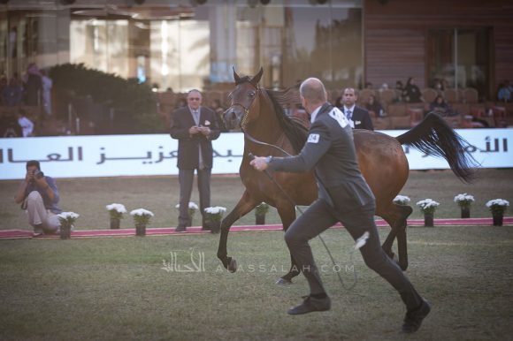  رشيدية الخشاب (ايه كي اس اليهاندرو x سيفوني اوف لوف ) مربط الخشاب- الكويت.
