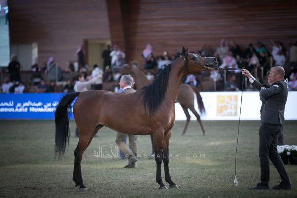  رشيدية الخشاب (ايه كي اس اليهاندرو x سيفوني اوف لوف ) مربط الخشاب- الكويت.
