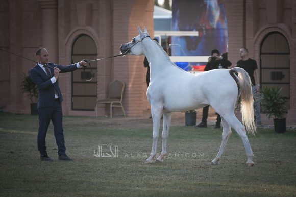  ايرا دي اكسكليبر( اكسكليبر أي ايه x اكسبكتيد أي ايه) مربط السيد – السعودية.
