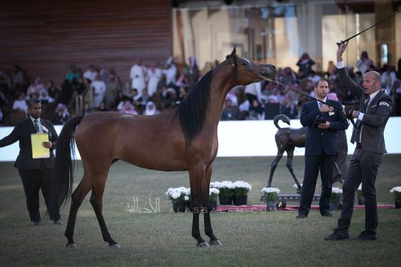  رشيدية الخشاب (ايه كي اس اليهاندرو x سيفوني اوف لوف ) مربط الخشاب- الكويت.
