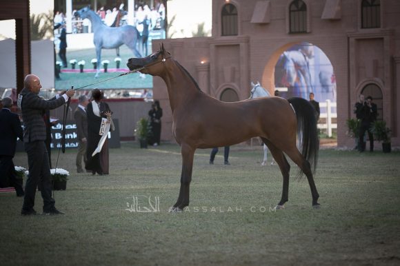  هيفاء اد ( كحيل الشقبx بريستيك) إسطبلات السكب – السعودية.
