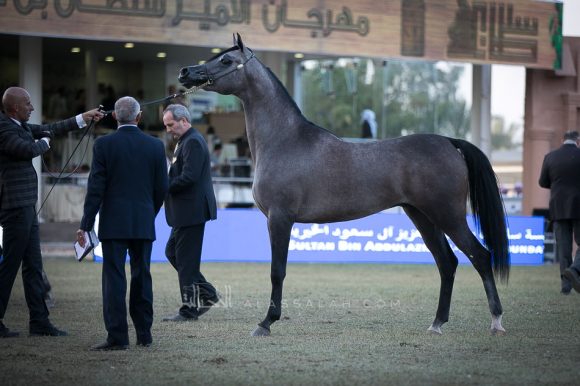  ماهر السيد (اكسكاليبر إي ايه x ميرا السيد) مربط السيد – السعودية.
