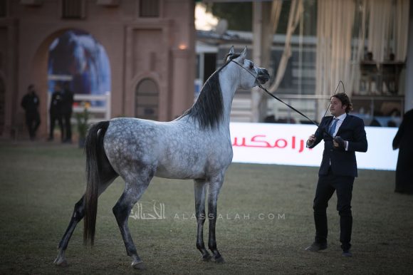  سلطان العناية (اميرالد جي x امونة) مربط العناية – السعودية.
