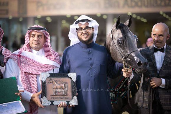  ماهر السيد (الكساندر x ميرا السيد) مربط السيد – السعودية.
