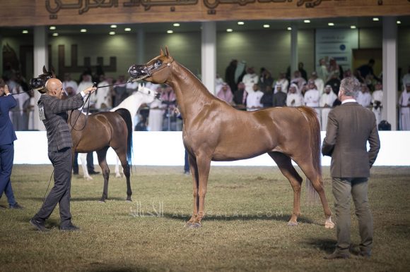  ديلايتس ديفا ار بي  (عجمان مونسيون  x هونيس ديلايت ار بي) مربط السيد – السعودية.
