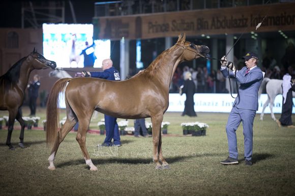  فينيس ام ام اي  (اليجانس ام اي  x فالنتين ام اي) مربط الباخت – السعودية.
