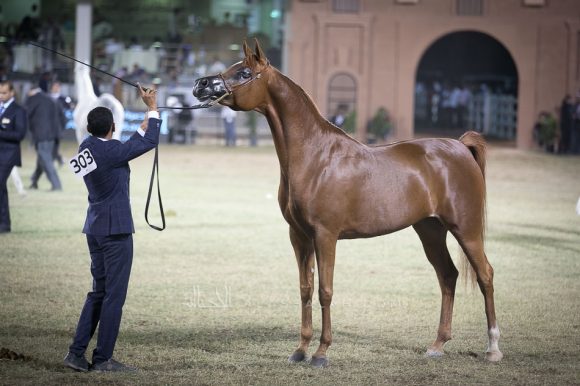  تهاني الخالد  (ماغنم جولد  x ال سي تورنتا) مربط الخالد – السعودية. 

