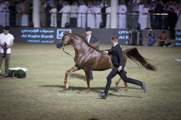  اسكوت دي دي (جلوريس ابال x لادي مينا دي دي) مربط عذبه – السعودية.
