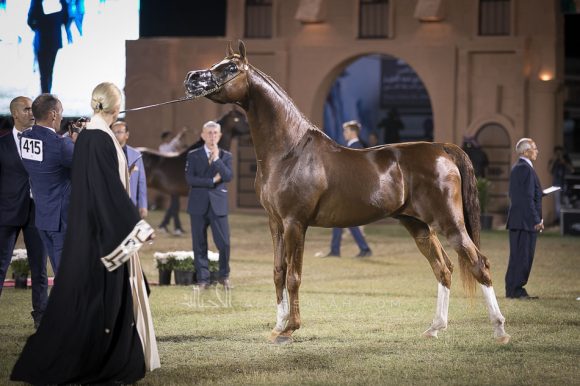  ايدن سي (انزو x سلكن سابل) مربط السيد – السعودية.
