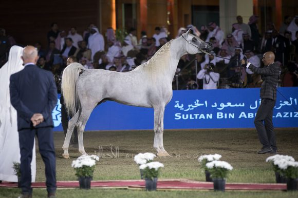  اليكساندر (اكسكاليبر إي ايه x ايه ار مست ايرسيستيبل) مربط السيد – السعودية.
