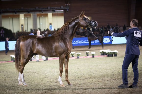 ايدن سي (انزو x سلكن سابل) مربط السيد – السعودية.