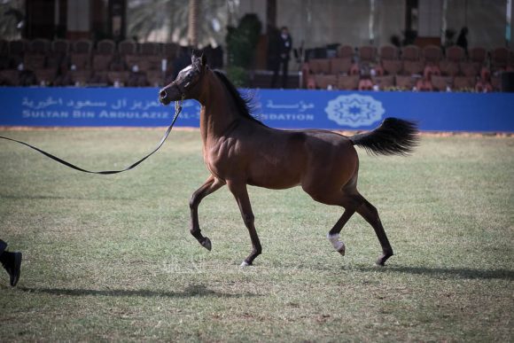 الأمير سلطان الخالديةISSS2532