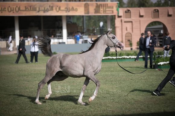 الأمير سلطان الخالديةISSS2533