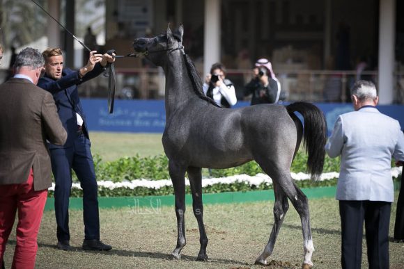 الأمير سلطان الخالديةISSS2571