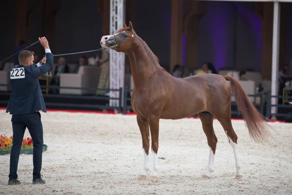 ISSS4353الشرقية