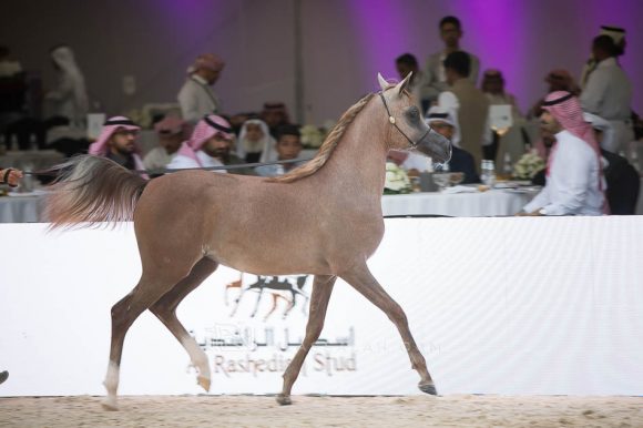 ISSS4371الشرقية