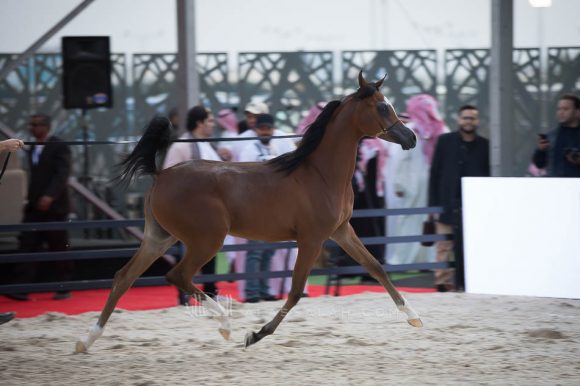 عروب الحمد (اميرالد جي x عجماني الحمد) مربط الحمد – الكويت.