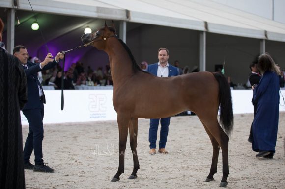 عروب الحمد (اميرالد جي x عجماني الحمد) مربط الحمد – الكويت.