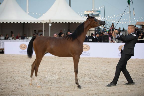 عروب الحمد (اميرالد جي x عجماني الحمد) مربط الحمد – الكويت.
