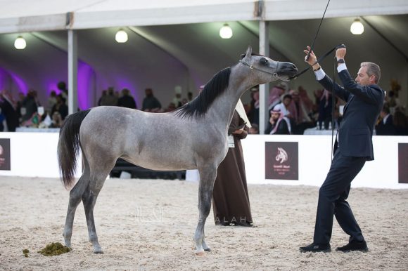 هلالة الخالدية (باندريوس x هالة الخالدية الثالثة) إسطبلات الخالدية– السعودية