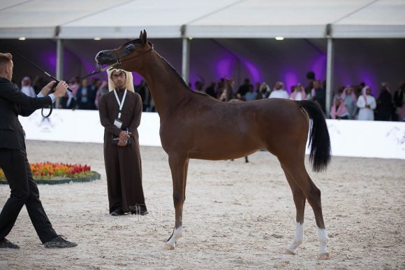 ISSS4393الشرقية