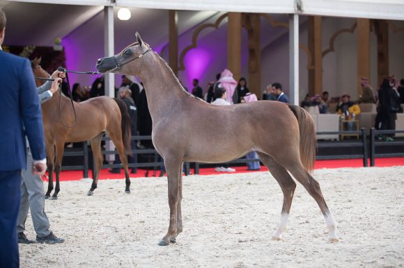 ISSS4398الشرقية