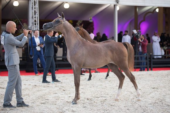 ISSS4401الشرقية