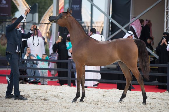 قنواء (سبع الصحراء x نوره عذبه) صاحب السمو الملكي الأمير تركي بن عبد العزيز بن أحمد آل سعود – السعودية