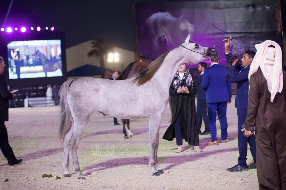 فيكتوريا خالد ( جلورياس ابال x  فيكتوريا سي اتش) مزرعة الخالد– السعودية