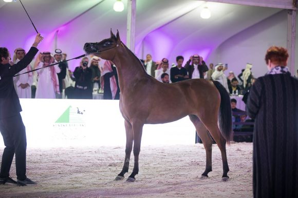 اسرار الخالدية (رازي الخالدية  x بنت الخالدية ) مربط الشامخ – السعودية