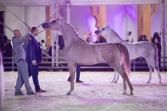 شيخة نهاوند (ايه ام عميرو x سوهار ) مربط مرشد ناصر الخالدي- السعودية