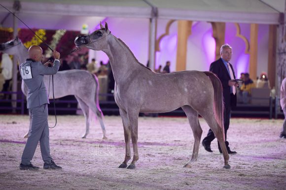 شيخة نهاوند (ايه ام عميرو x سوهار ) مربط مرشد ناصر الخالدي- السعودية