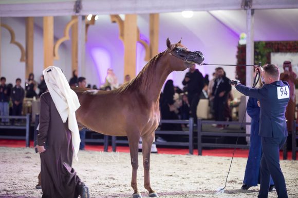 ترفة عذبه ( ايه كي اس اليهاندروx  ارمينا) مربط عذبه– السعودية