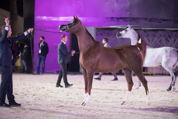 عنود الخالدية ( ماركيز كاهرx  كي ال سباركل) إسطبلات الخالدية– السعودية