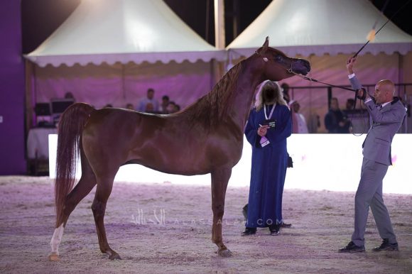 ISSS4528الشرقية