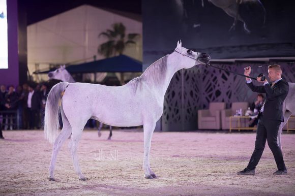 مقبلة عذبه (كيو آر مارك x مارتنيك جي) مربط عذبه – السعودية