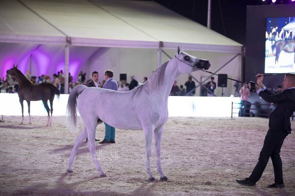 مقبلة عذبه (بوجانين x اومنيدا) مربط عذبه – السعودية