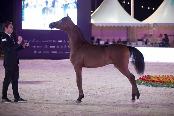 صادح الخالدية (رازي الخالدية  x ايفنينج فنتسي) مربط المجد– السعودية